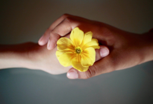 primula